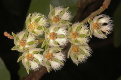 Elaeocarpus serratus